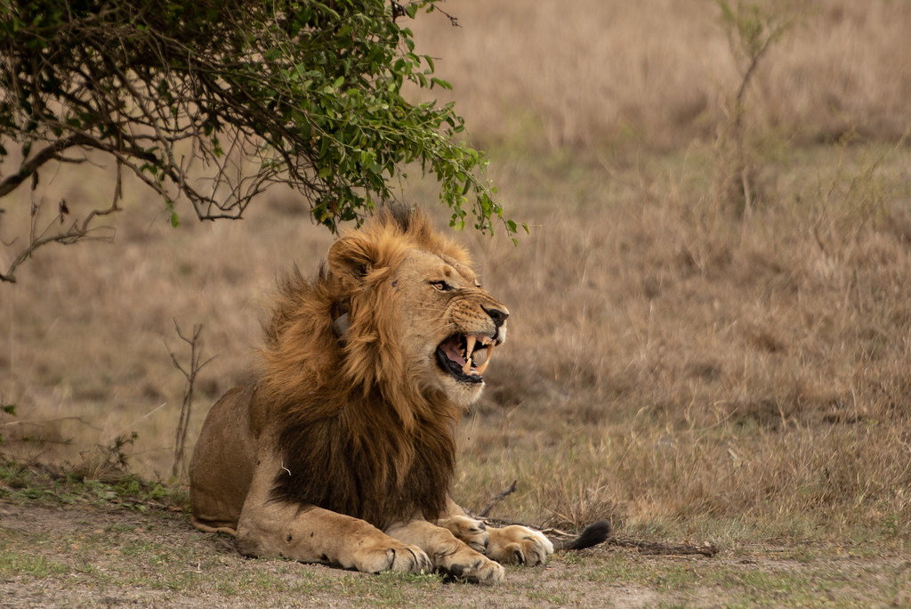 Volcanoes National Park